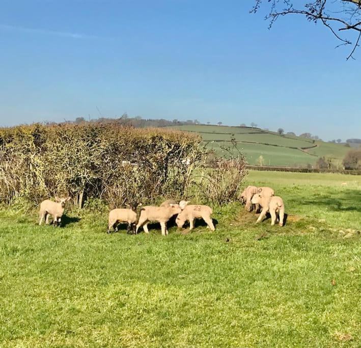 Rural Devon Retreat In Stunning Exe Valley. Exeter Buitenkant foto